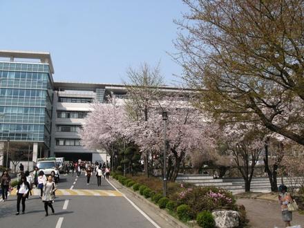벚꽃 핀 교정
